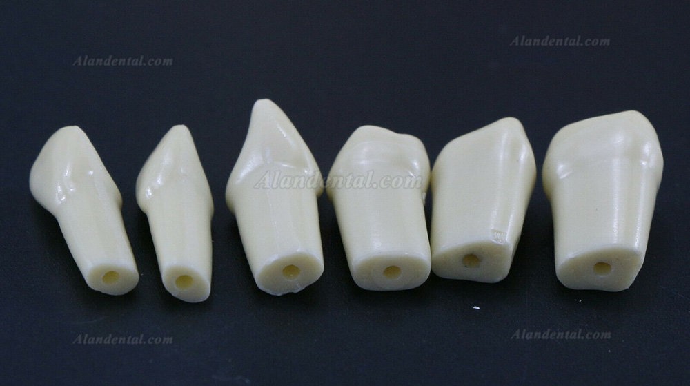 Dental Typodont M8021/M8022 28/32Pcs Replacement Teeth Compatible Frasaco AG3/ANA-4